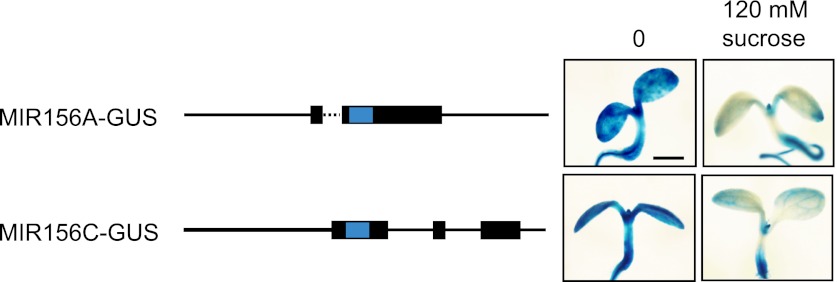 Figure 5—figure supplement 1.