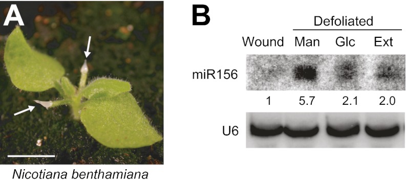 Figure 7.