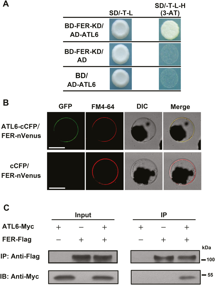 Fig. 2.