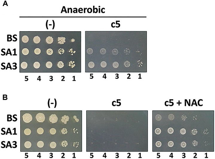 FIGURE 5