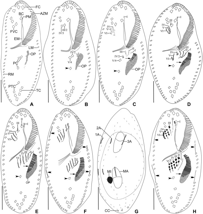 Figure 8