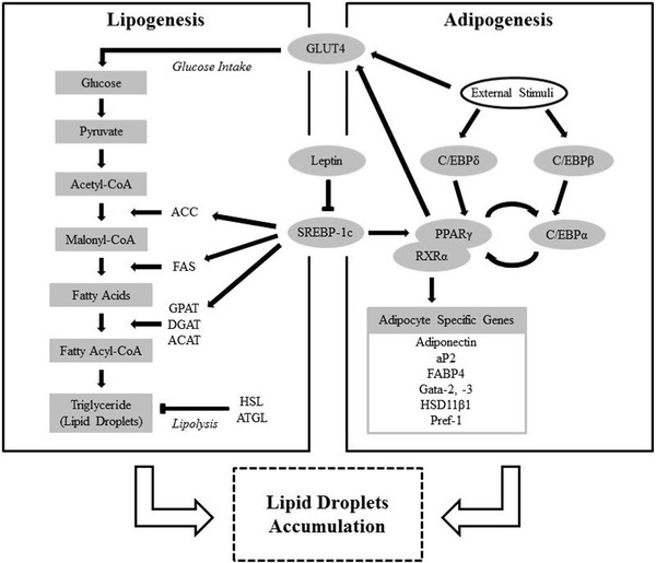 Fig. 1