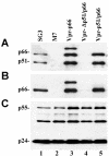 FIG. 2.