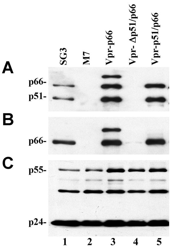 FIG. 2.