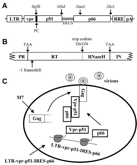 FIG. 1.