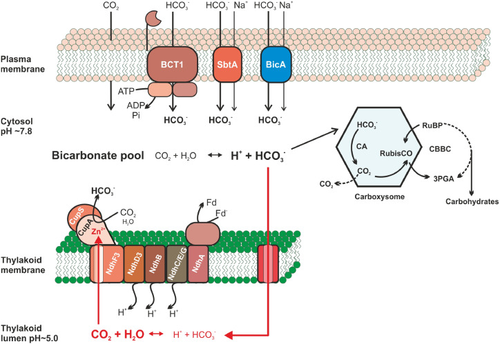 Figure 1.