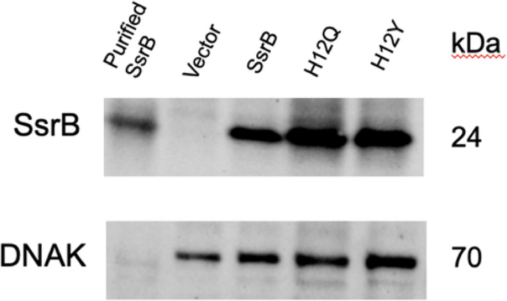 Figure 3—figure supplement 3.