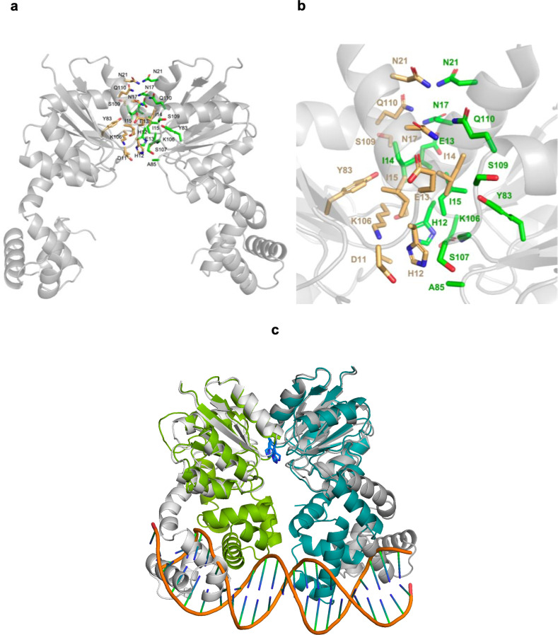 Figure 5—figure supplement 2.