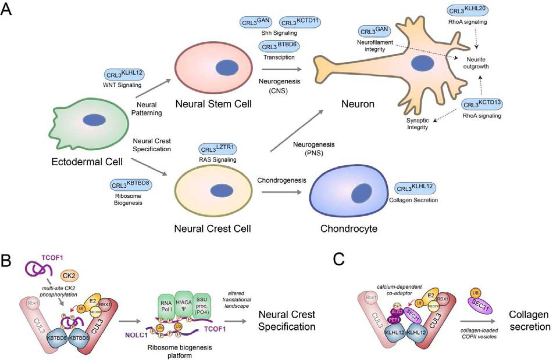 Figure 4: