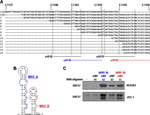 FIG. 3.