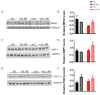 Figure 4—figure supplement 1.