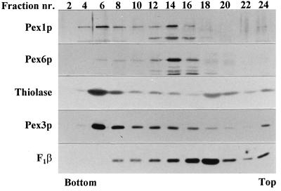 FIG. 7