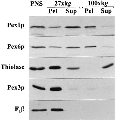 FIG. 5