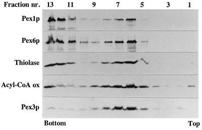 FIG. 6