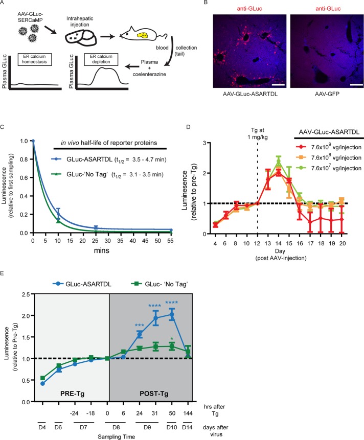 FIGURE 6: