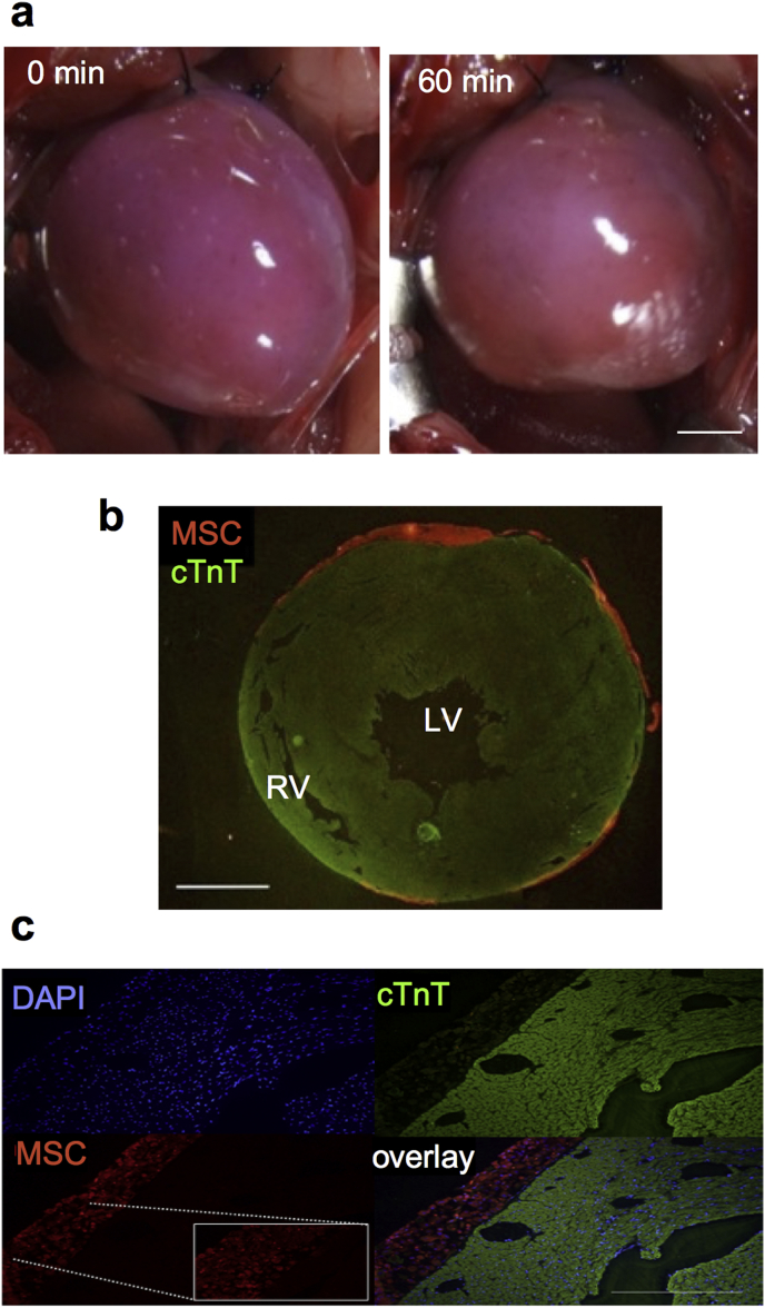 Fig. 4