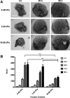 <b>FIG. 1.</b>