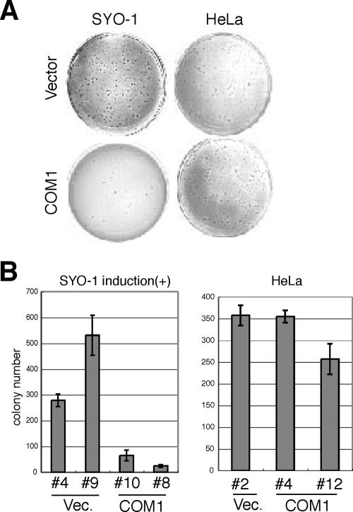 FIG. 6.