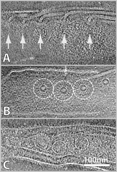 FIG. 2.