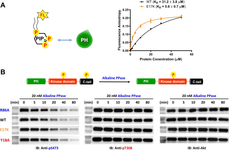 Figure 5—figure supplement 1.