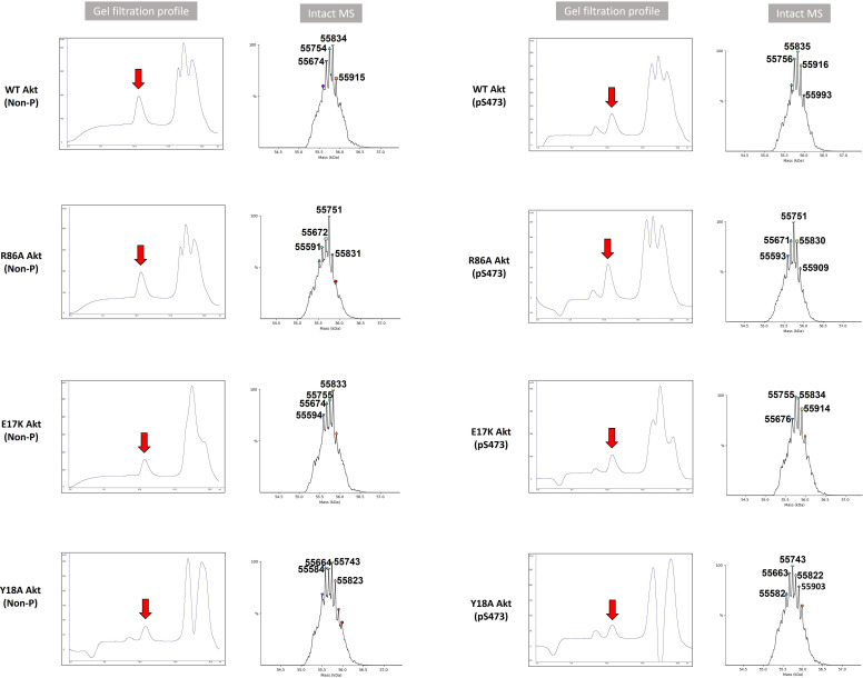 Figure 4—figure supplement 3.