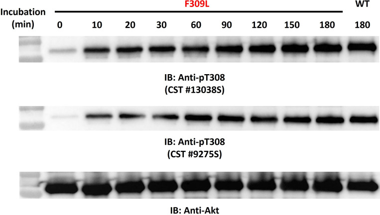 Figure 6—figure supplement 3.