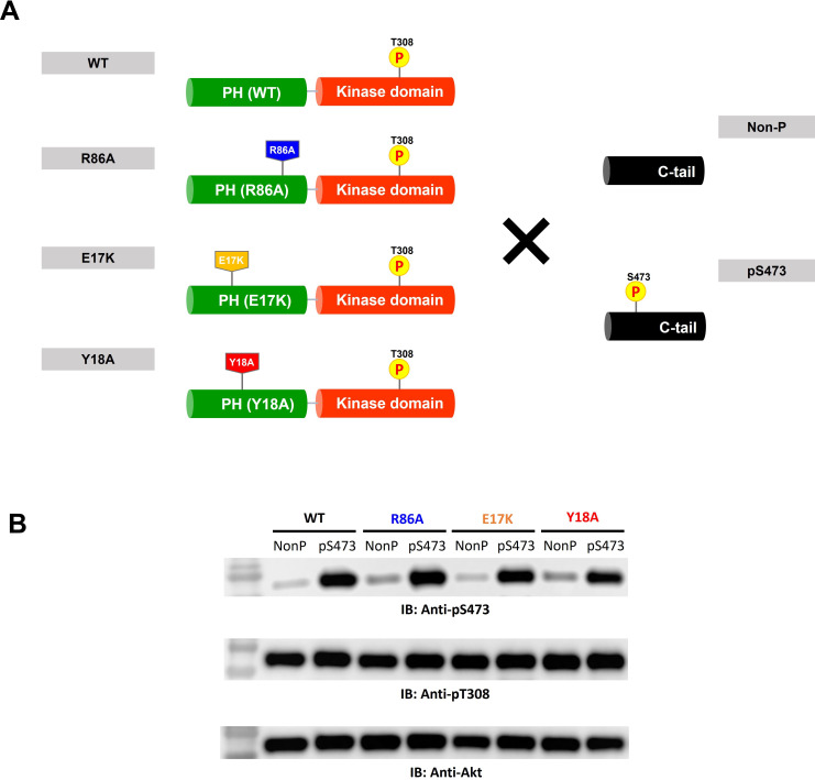 Figure 4—figure supplement 2.