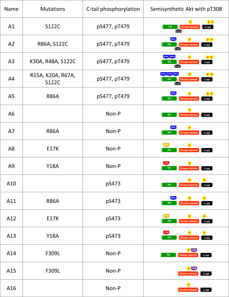 Figure 1—figure supplement 1.