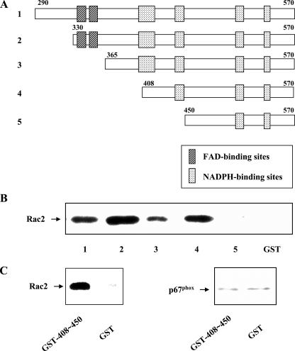 FIGURE 1.