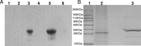 FIG. 5.