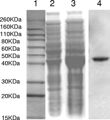 FIG. 3.