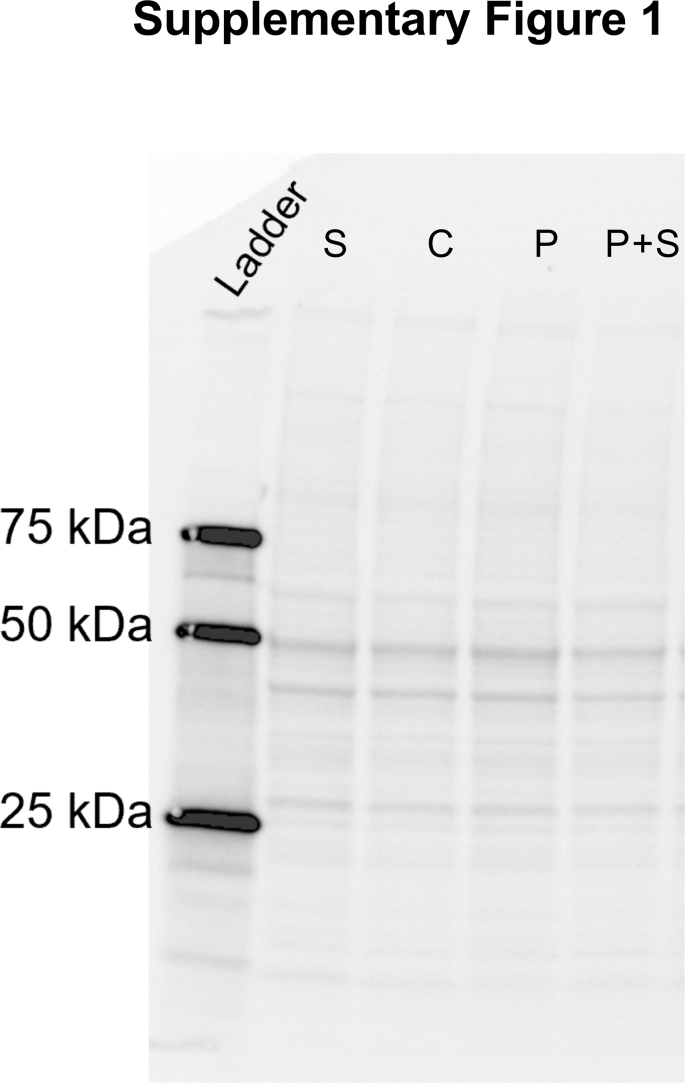 Supplementary Fig. 1