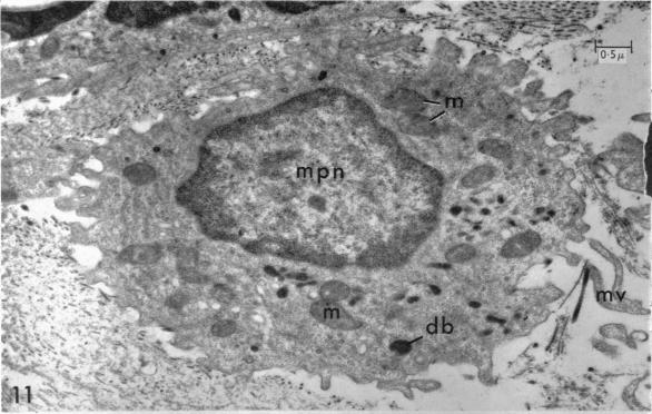 Fig. 11