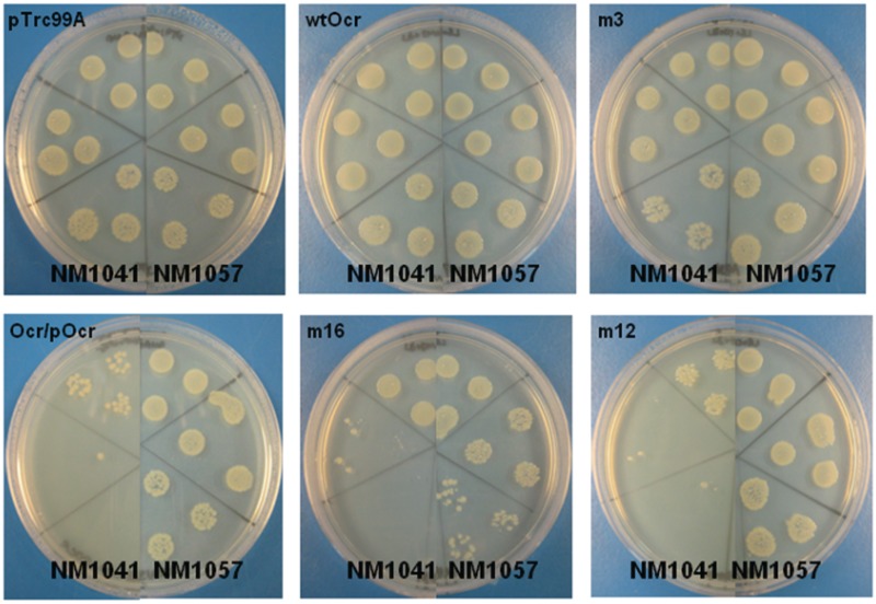 Figure 4.