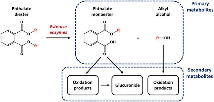 Fig. 1