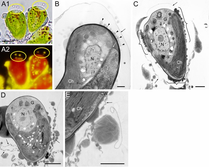 Fig 5