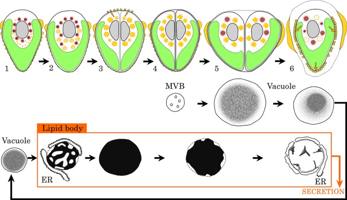 Fig 7