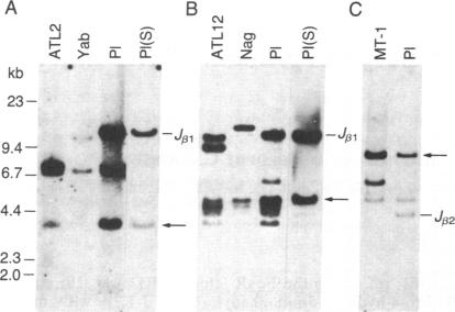 graphic file with name pnas00362-0239-a.jpg