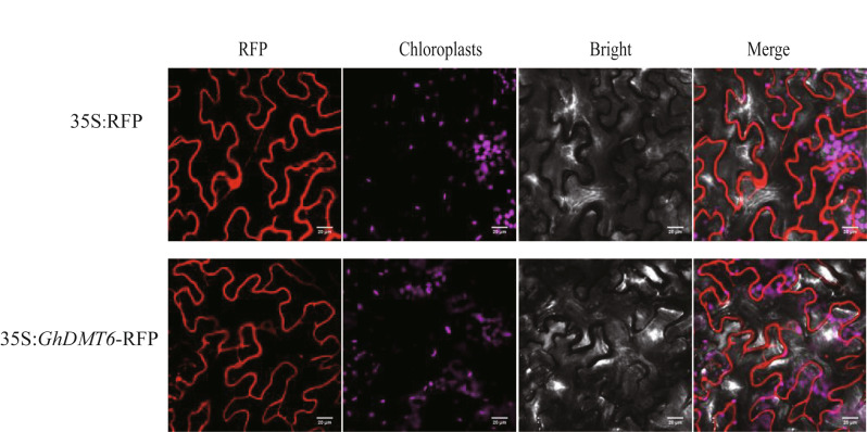 Fig. 10