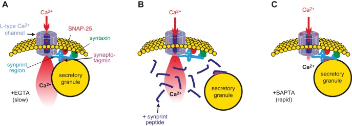 FIGURE 20.