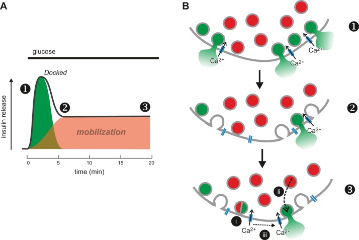 FIGURE 24.