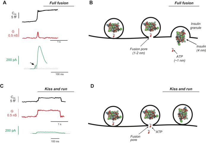 FIGURE 25.