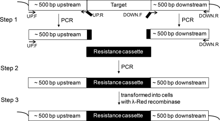 FIGURE 1.