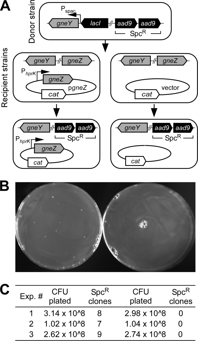 FIG 2