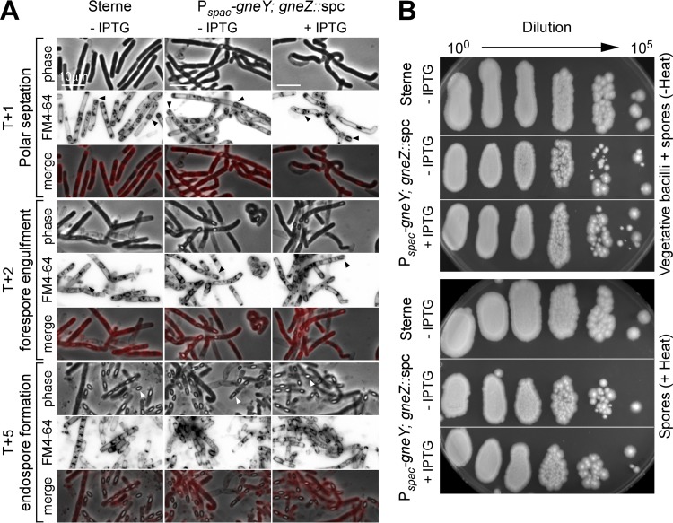 FIG 4