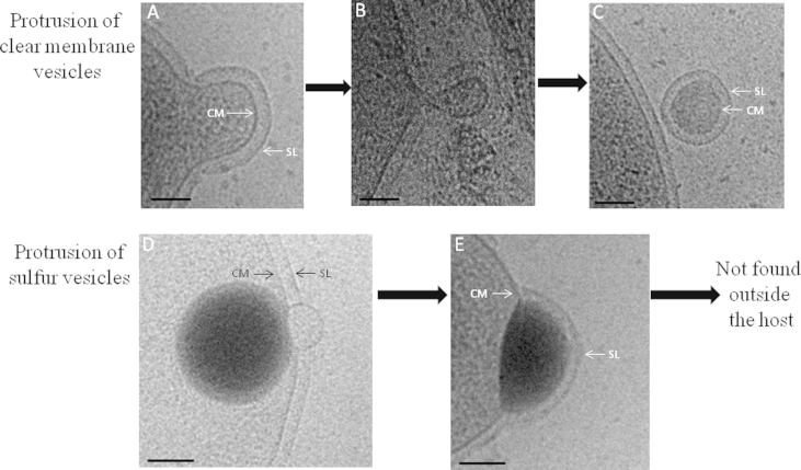 Fig. 7