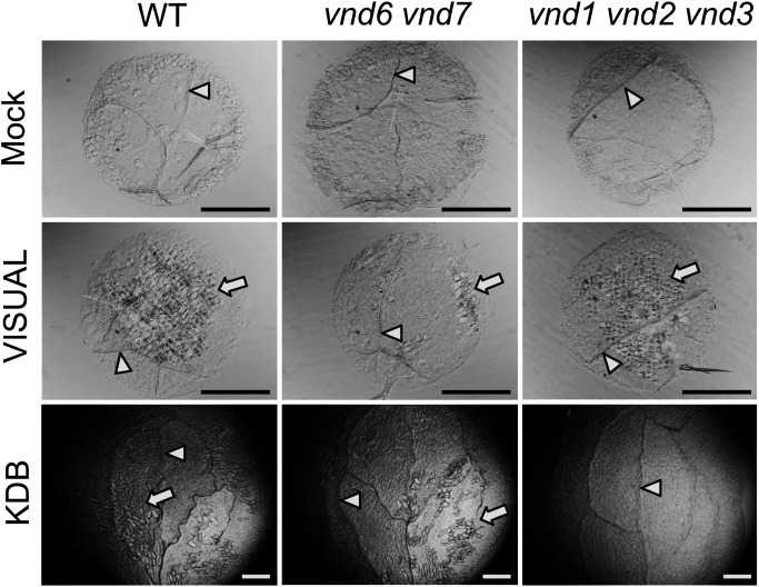 Figure 1. VISUAL and the KDB system have different dependencies on VND family genes.Ectopic xylem vessel element differentiation was induced in cotyledon leaf disks of wild type (WT), vnd6 vnd7, and vnd1 vnd2 vnd3 using VISUAL (Kondo et al. 2014, 2015, 2016) or the KDB system (Tan et al. 2018). Mock-treated leaf disks were shown as the control (upper panels). White arrowheads and arrows indicate native xylem vessels and ectopic xylem vessel elements, respectively. Scale bars, 500 µm.