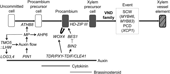 Figure 2. Proposed model of the process of xylem vessel element formation. The vascular cell formation is initiated with procambium cell development by the homeodomain-leucine zipper (HD-Zip) III gene ATHB8, which is regulated by MONOPTEROS (MP) encoding an auxin response transcription factor. For the MP expression, the regulation of auxin distribution by PIN-FORMED 1 (PIN1), an auxin efflux carrier protein, is important. MP also directly upregulates the expression of a basic helix-loop-helix (bHLH) type transcription factor gene, TARGET OF MP 5 (TMO5), as well as a key cytokinin signaling inhibitor ARABIDOPSIS HISTIDINE PHOSPHOTRANSFER PROTEIN 6 (AHP6). Heterodimeric complexes of TMO5 and another bHLH protein, LONESOME HIGHWAY (LHW), promote cytokinin production by upregulating the expression of cytokinin biosynthesis genes, LONELY GUY3 (LOG3) and LOG4, which regulate cell division activity. Two regulatory pathways mediated by a mobile secreted peptide, such as TRACHEARY ELEMENT DIFFERENTIATION INHIBITORY FACTOR (TDIF)/CLE41, which is perceived by the plasma membrane receptor TDIF RECEPTOR (TDR)/PHLOEM INTERCALATED WITH XYLEM (PXY), control procambium cell activity. The first pathway results in the proliferation of cambial cells through the activity of a transcription factor, WUSCHEL HOMEOBOX RELATED 4 (WOX4), and the second pathway triggers the differentiation of cambial cells into xylem vessel elements through the kinase BRASSINOSTEROID-INSENSITIVE 2 (BIN2), which inhibits the transcription factor BRI1-EMS SUPPRESSOR 1 (BES1). After the establishment of xylem precursor cells, the VND family proteins upregulate the expression of an entire set of genes required for xylem vessel element differentiation, including those encoding SCW transcription factors (e.g., MYB46 and MYB83) and PCD (e.g., XCP1).