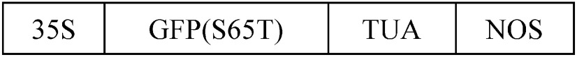 graphic file with name plantbiotechnology-36-1-18.1119b-table01a.jpg