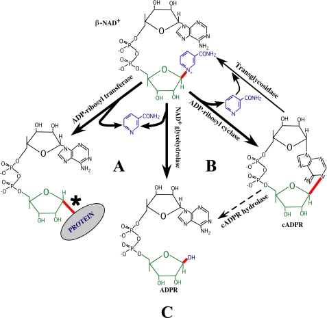 FIGURE 1.